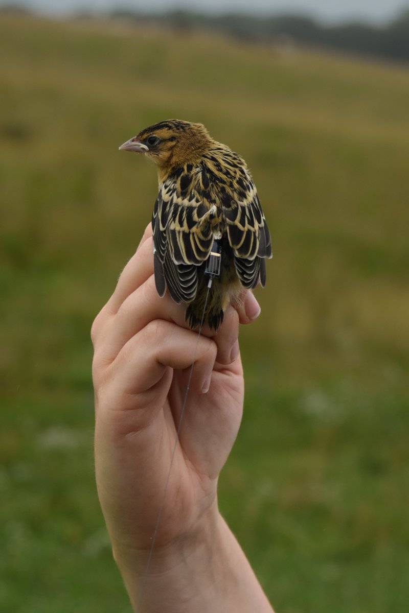 SMBC's tweet photo. #ProjectFledgling scientists are using data from solar-powered tracking devices to better understand the movements of juvenile bobolinks, and to inform conservation decisions. This project is a collaboration between @VAWorkingLands, @SMBC, @SMConservation, and @SmithsonianMoL. https://t.co/iCMM0cqrzt