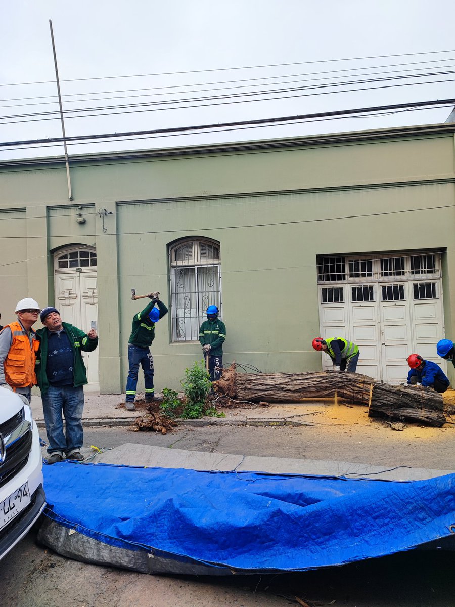 rolanalvarez's tweet image. #BarrioMattaSur El equipo de jardines del @Muni_Stgo haciéndose presentes para  el retiro del árbol caído durante la mañana..igual se hace necesario trabajar en plan de gestión y rehabilitación del arbolado urbano..muchos árboles viejos en el barrio.@IraciHassler @amoarbolurbano