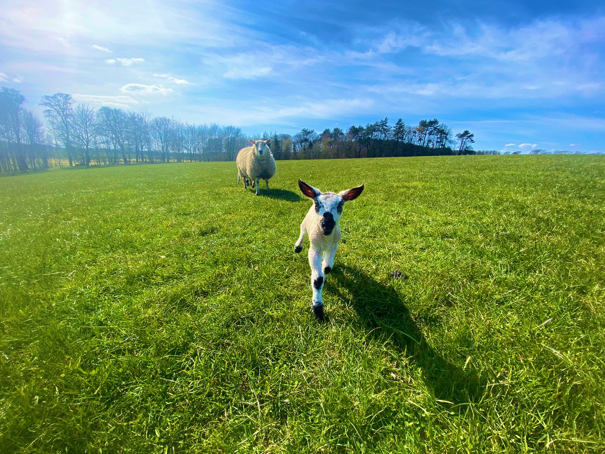 owensheepfarmer's tweet photo. Come along to Saughland Farm @RamCompare event on the 15th September to hear about our involvement in the project. As well as a farm tour, workshops and BBQ https://t.co/WNWv7eCO7K
@qmscotland #Saughlandfarm #Saughlandsuffolks #performancerecording https://t.co/sjBlKRb51d