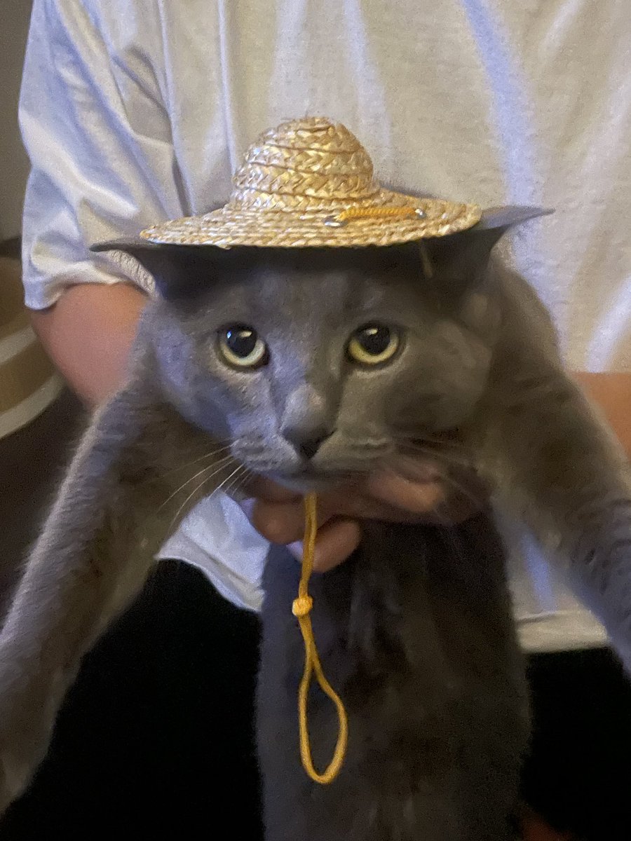 냥이랑 8년째 동거중

#섹트