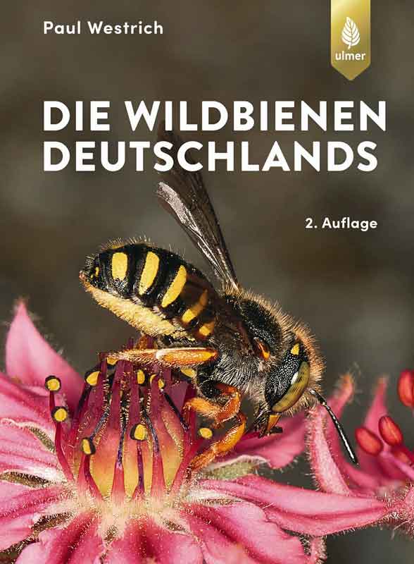 HONIGHÄUSCHEN (BONN) - Mit seinem Werk "Die Wildbienen Baden-Württembergs" machte Paul Westrich die Wildbienen in Fachwelt und Öffentlichkeit bekannt. Nun folgt sein großes Buch zu den Wildbienen Deutschlands.  #Furchenbienen #Holzbienen #Mauerbienen

honighaeuschen.de/produkt/die-wi…