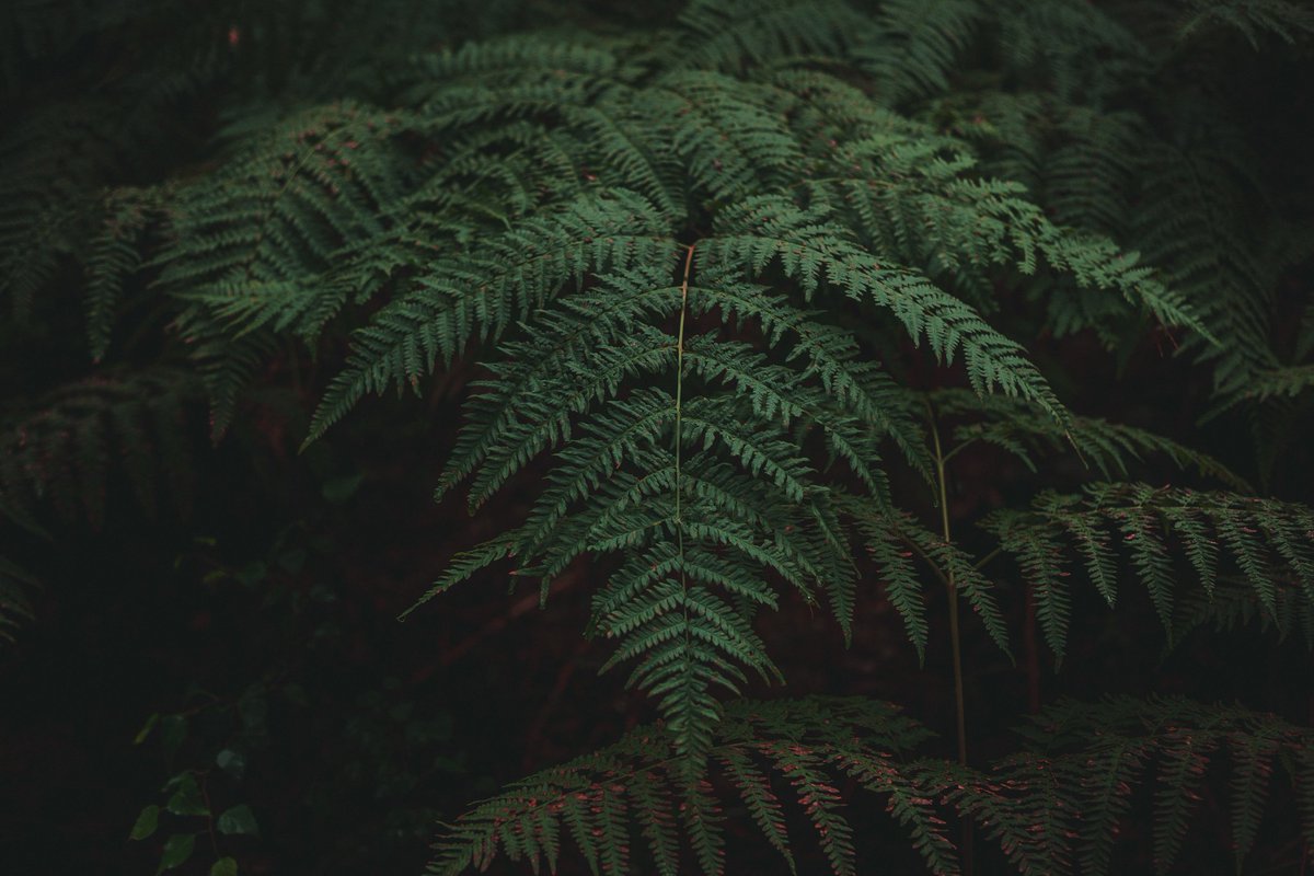 deadslowright's tweet photo. ferns
#NaturePhotography 
#photography
#forest 
#canonr6 
#ferns https://t.co/Z7egf4MnFq