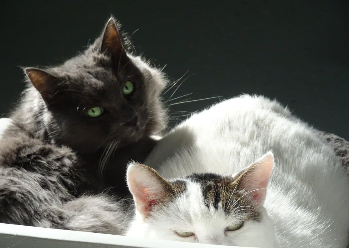 MtlARN's tweet photo. Louise stopped at the shelter first. She got the blanket Isabella-Suzie was laying on, and brought it to wrap Guimauve up in. He passed away with a familiar scent of his best friend.
We will miss you so much Guimauve. So, so much. https://t.co/PEOw9BI6jC
