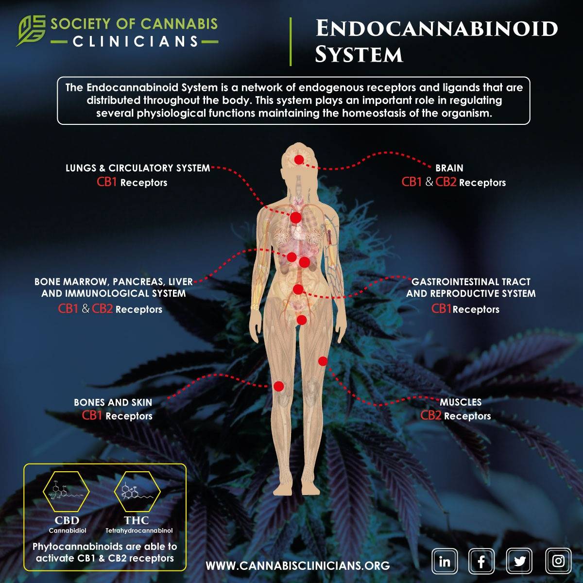 🌱🏃‍♀️The ECS exists and is active in your body even if you don't use cannabis. It's responsible for regulating and balancing the immune response, communication between cells, appetite and metabolism, memory, and more. #cannabisclinicians #medicalcannabis #cannabiscommunity