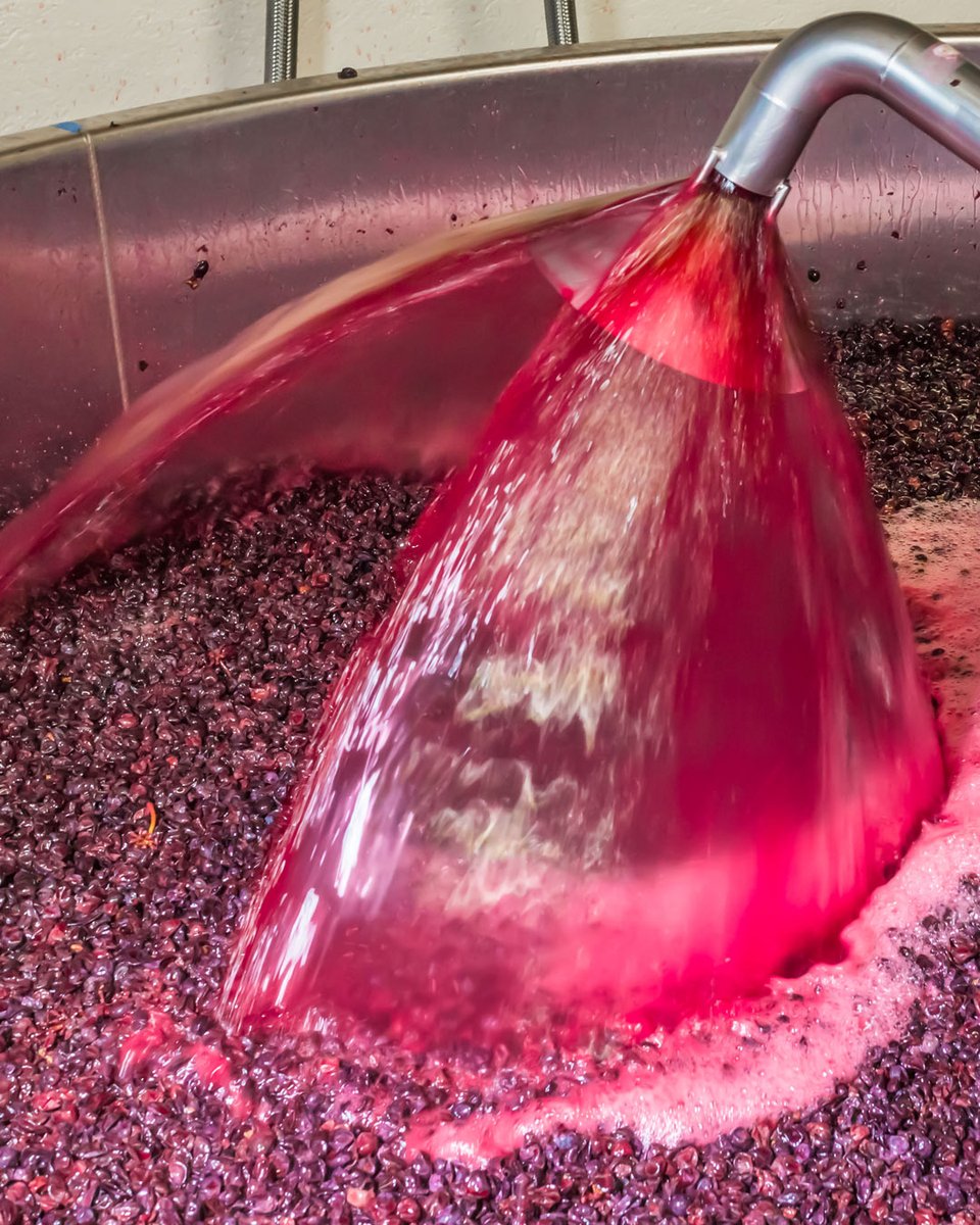 WineCollective's tweet photo. When you squeeze a grape, the juice that comes out is usually clear! So have you ever wondered what makes red wine red? Read our blog to learn more about wine and its colour!
➡️ https://t.co/hrUSaMbYml

#colourofwine #stuffyoushouldknow #cap #winemaking https://t.co/H2icG4ahZx