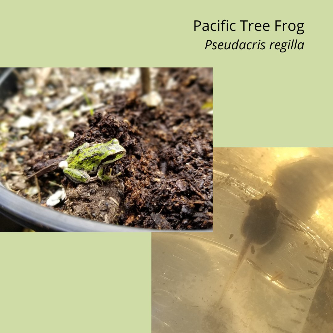 ConserveGaliano's tweet photo. The Crystal Creek Watershed Phase 1 #wetlands were built in Fall 2021 and we already found #tadpoles and larvae in Spring 2022!

Pacific Tree Frog (Pseudacris regilla)
Red Legged Frog (Rana aurora)
Rough-skinned Newt (Taricha granulosa)

#Restoration #Frogs #Conservation #Galiano https://t.co/0S9N0Rl9II