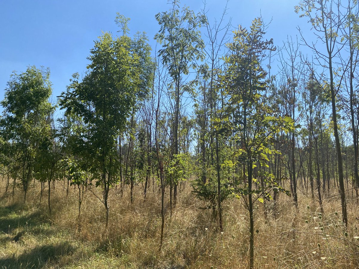 Great visit to the @earth_trust & Paradise Wood with the brilliant @GabrielHemery. The wood supports the country’s largest collection of hardwood timber trials. Great opportunities for further R & D incl. on environmental resilience, appropriate in32 degree C @SylvaFoundation