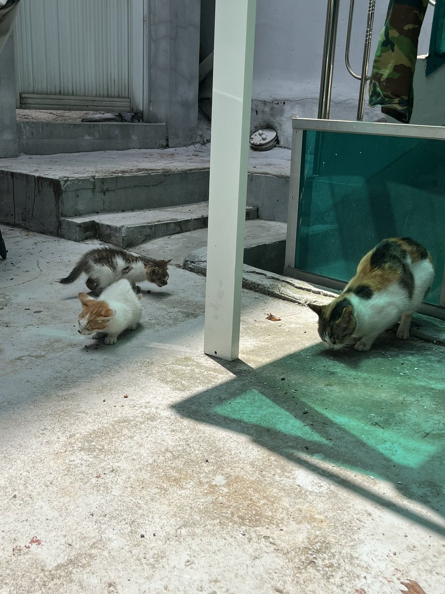 마당에서 엄마 츄츄랑 행복이 축복이가 노는 모습이에오🐈🐈🐈
#행복이축복이 #고양이입양 #고양이임보 #사지말고입양하세요