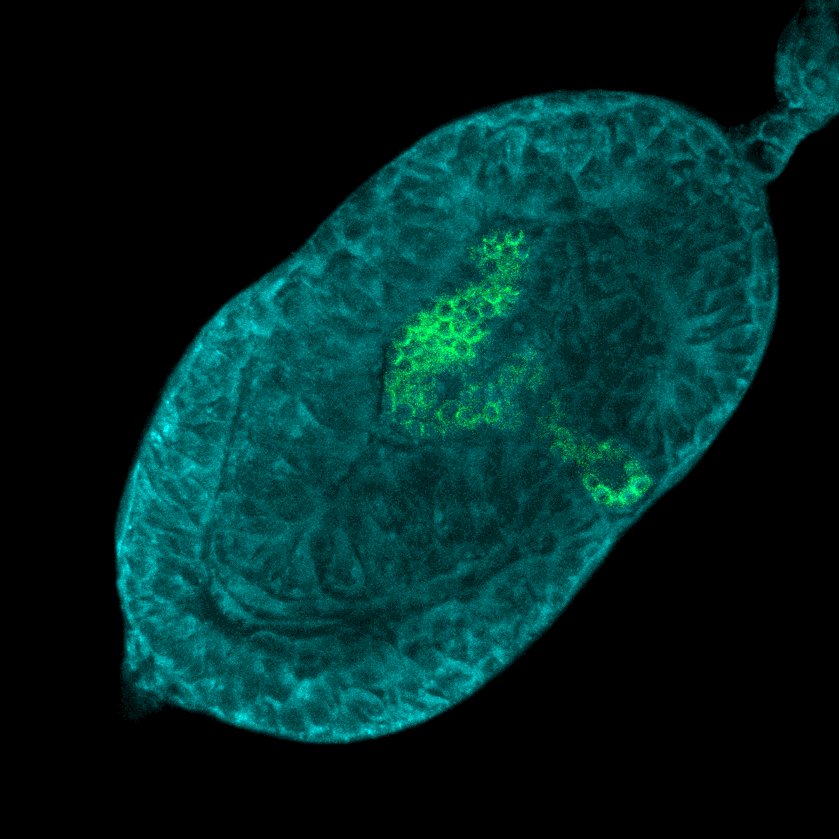 PLOS Genetics tweet media