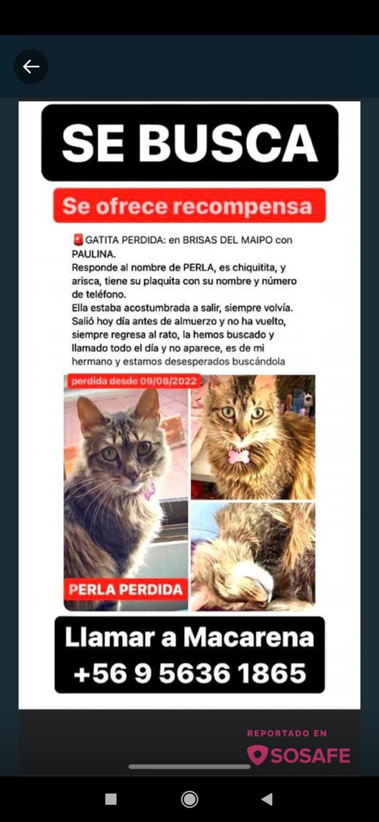 La Cisterna. Se busca a esta gatita, se llama Perla. Su familia la extraña demasiado:. <a href="/Muni_LaCisterna/">Municipalidad de La Cisterna</a> <a href="/DeLaCisterna/">La Cisterna Info.</a> <a href="/LaCisternaVeci/">LaCisternaVecinos</a> <a href="/sotomayor_el/">Sotito, el legado</a> <a href="/RebecaActivista/">Rebecca 🙋🏻‍♀️</a> <a href="/XimenaAG70/">Ximena A.G</a> <a href="/UaaChile/">UAA Chile</a> @AdopGatosChile @Lizzie30982647 <a href="/mascotalerta/">Fundación MASCOTALERTA</a>
