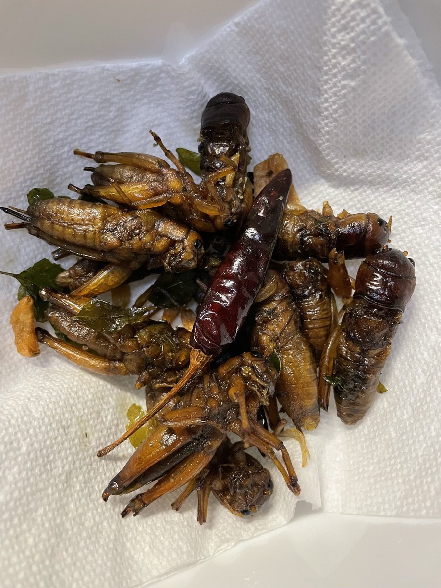 For some of us, eating bugs isn’t weird or gross. As a kid growing up in Burma, these fried crickets were seasonal delicacy 🤤🤤 #NormalizeEatingBugs 🤣🤣 anyways, don’t yuck someone’s yum that’s all