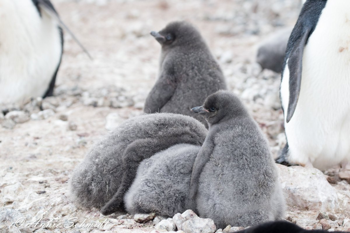 In honor of #worldkrillday yesterday, some floofy krill buckets 
#penguinsforsanity