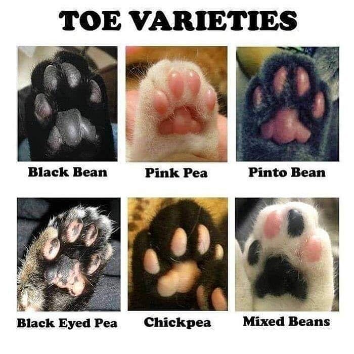 little animals that are very small tweet media