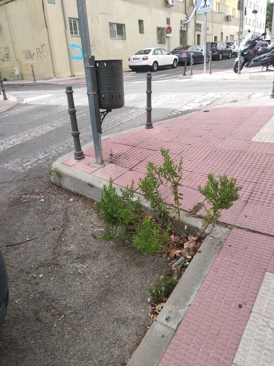 <a href="/MedioCoslada/">Medioambiente Coslada</a> <a href="/Ayto_Coslada/">Ayuntamiento de Coslada</a> Darle un agüita a éste <a href="/Angviveros/">Ángel Viveros Gutiérrez #CosladaCon♥️🇪🇸🌹</a> <a href="/Ayto_Coslada/">Ayuntamiento de Coslada</a> <a href="/MedioCoslada/">Medioambiente Coslada</a> <a href="/LVCoslada/">MedioAmbienteCoslada</a>