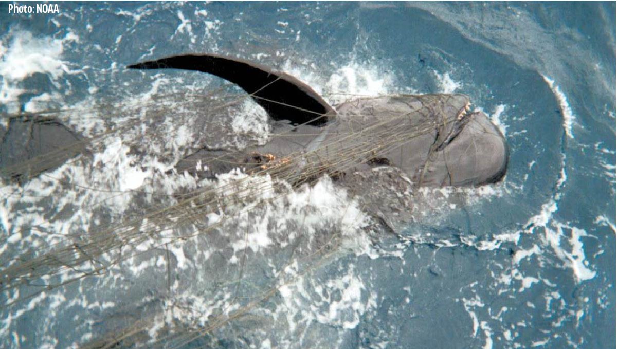 Each year, indiscriminate fishing gear harms millions of non-targeted animals. Oceana campaigns worldwide to reduce bycatch by improving monitoring &amp; reporting, setting bycatch limits for fisheries, &amp; encouraging fishers to use cleaner, safer gear. More: bit.ly/3PwBtzz