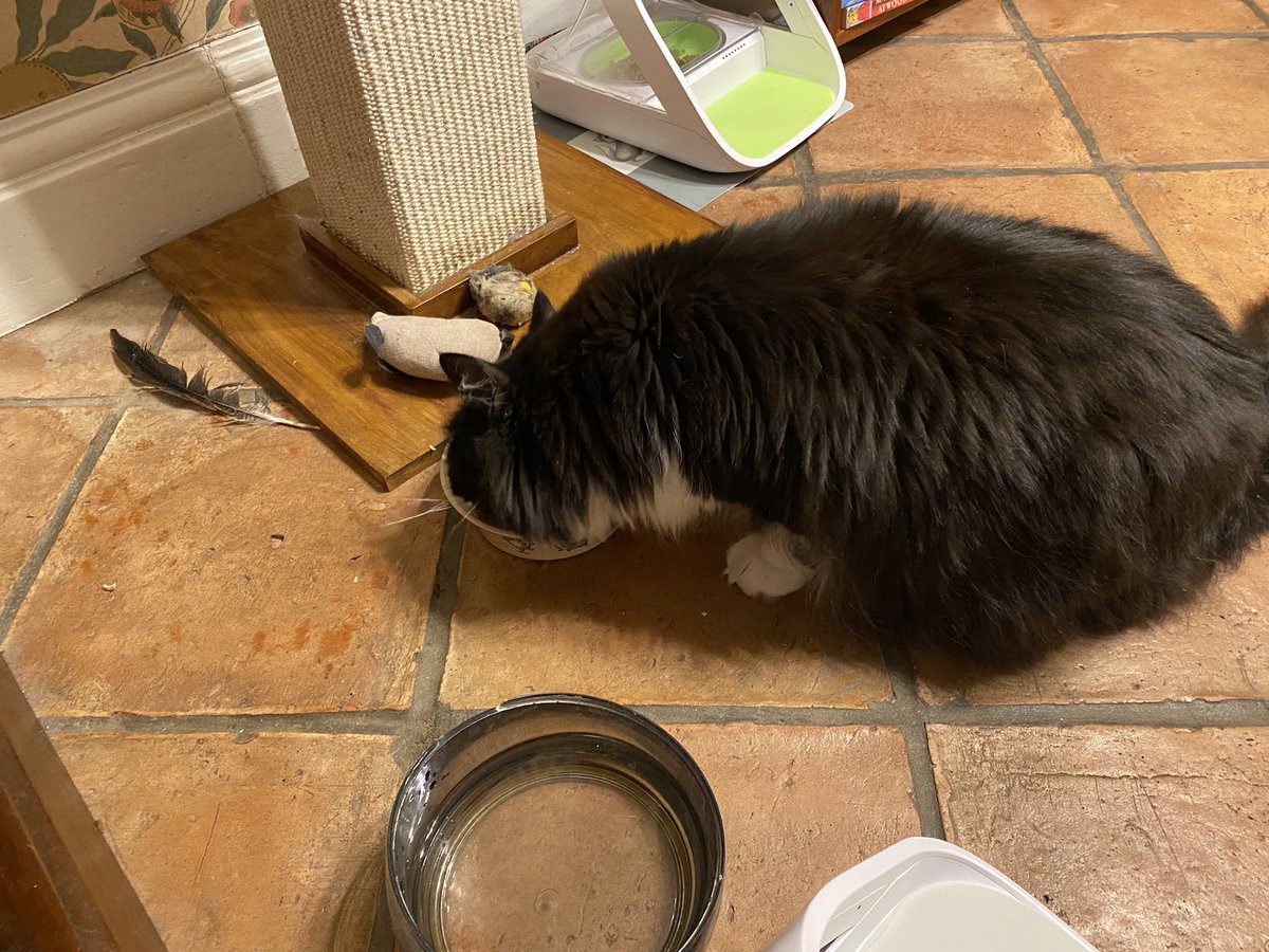 We got a real treat tonight - a big bowl of chilled cat soup🍲each😻. Greedy Bella finished hers first +tried to muscle in on mine🙀. Mum sat guard as I took my time - a very long time- to finish mine😹. Then I licked👅Bellas😹. Stay cool💦 #catsoftwitter #caturdayeve #heatwave