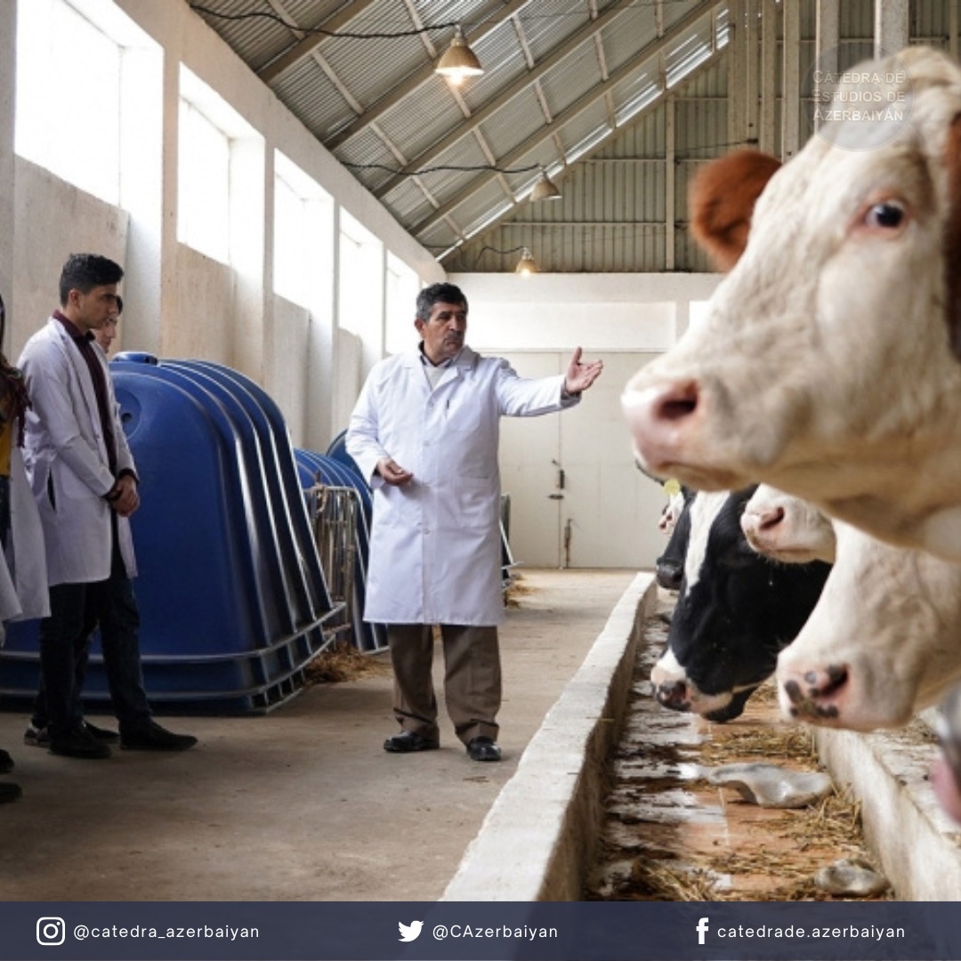 CAzerbaiyan's tweet photo. En las próximas publicaciones, desarrollaremos las oportunidades de la región en el mercado azerí.

@CAzerbaiyan 
@iriunlp 
#Azerbaijan 
#Latinoamérica
#relacionesinternacionales
#exports 
#imports https://t.co/7yJQlAmj88