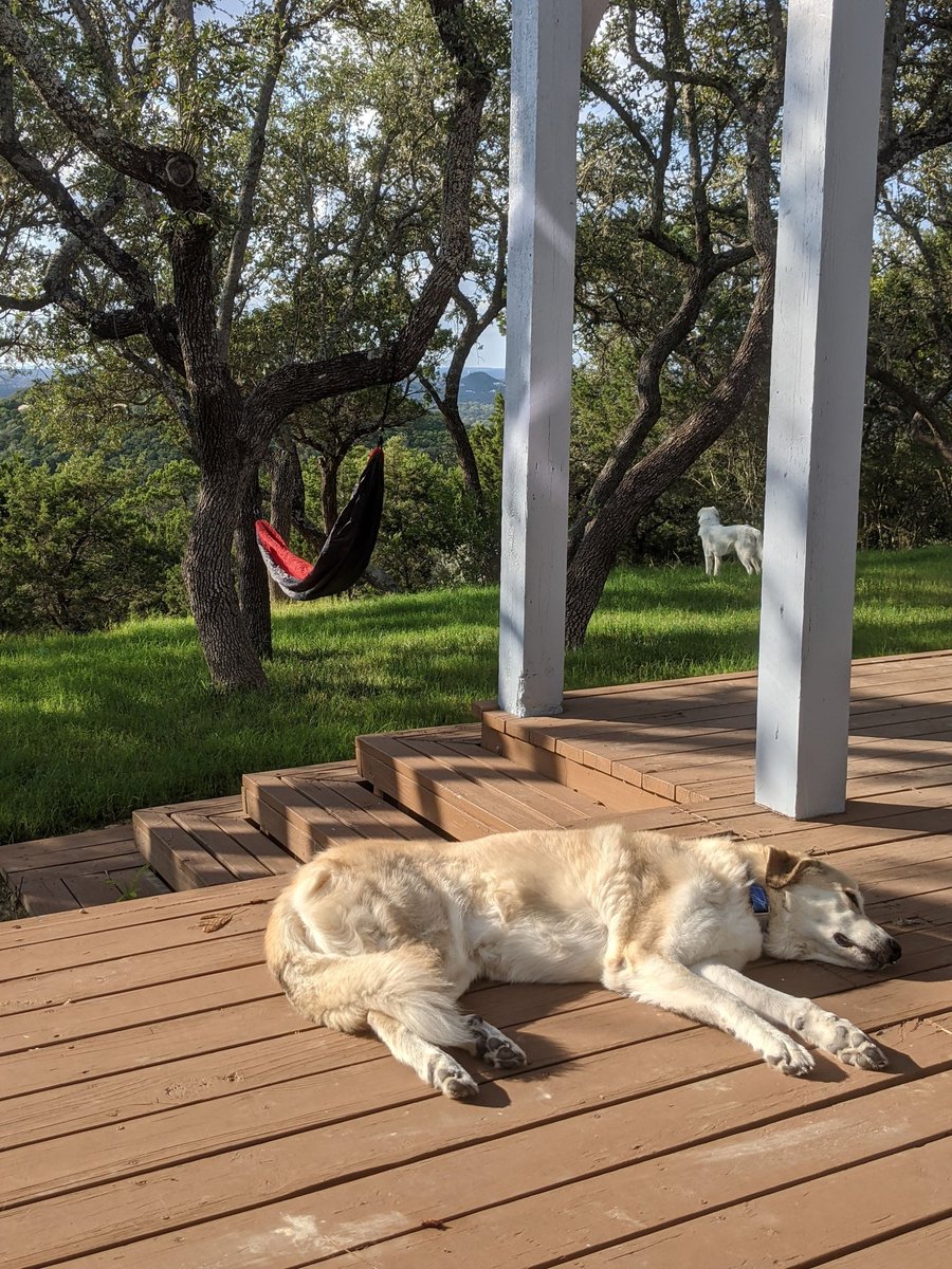 LoverOfCookies's tweet photo. Today Maru passed on and is at peace. Thank you for everyone who gave her the love and care she deserved. https://t.co/IM52Fm6WU2