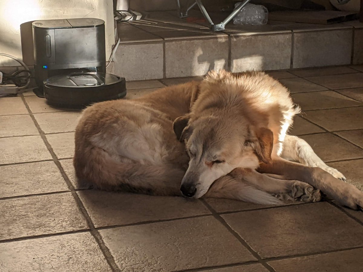 LoverOfCookies's tweet photo. Today Maru passed on and is at peace. Thank you for everyone who gave her the love and care she deserved. https://t.co/IM52Fm6WU2