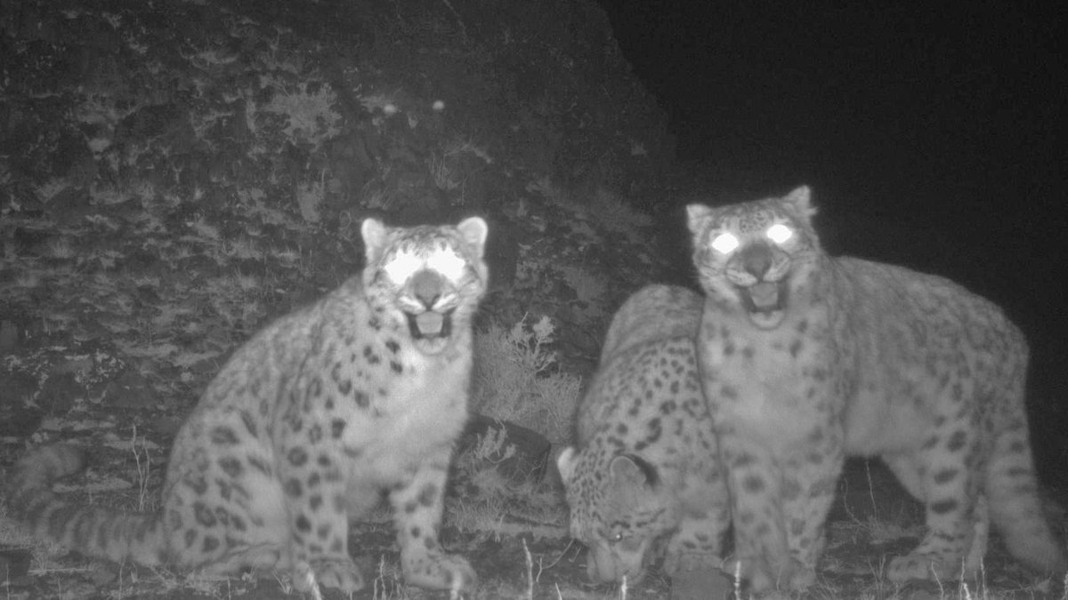 snowleopards's tweet photo. Trying in vain to get one good family photo... https://t.co/8Y4PiOm84e