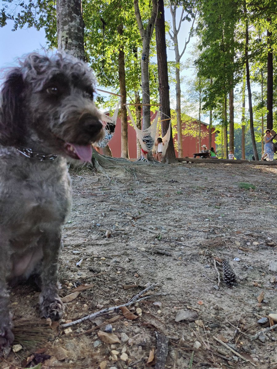 Figgy's here, ready by the swings! #christandneighbor #Friday