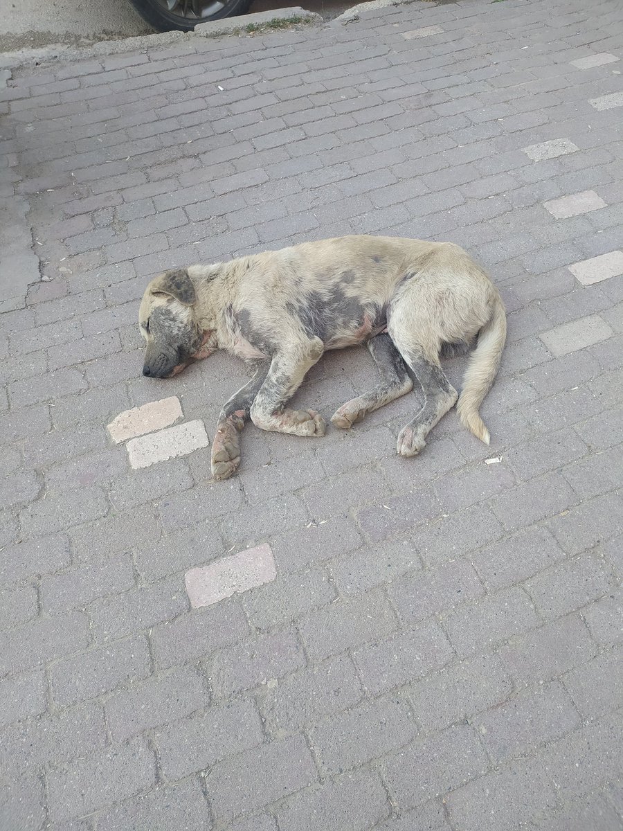 Sinop ve çevresinde,resimde görüldüğü gibi tüyleri dökülen hayvan görürseniz lütfen bizimle irtibata geçiniz.İyilestirmesi bizden.<a href="/AyseLoveAnimals/">Ayşe Özdemir 🧚‍Elimde Hayat bulan CANLAR için🐈🐕</a> <a href="/HaytapOfficial/">Semtiemt</a> <a href="/Isobel_Davies/">Isobel Davies</a>