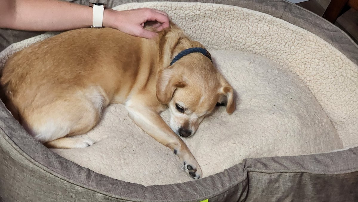 I dunno, I still think this bed is just a little too small for me. I think a king size should be sufficient though. #DogsofTwittter #bedtime