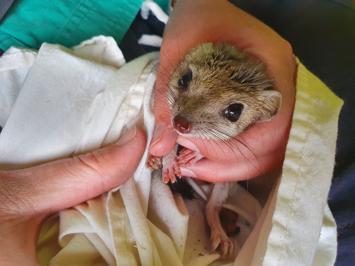 Genevieve Hayes tweet media