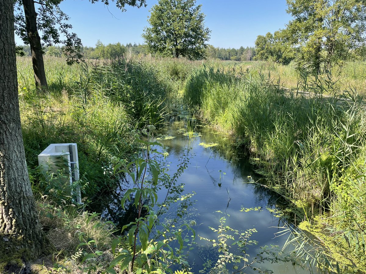 MadoRuys's tweet photo. Fietstocht, waar staat nog water? #Tongelreep #Waalre nooit zo laag gezien. Fouragerende ooievaars in #Malpie #Valkenswaard. Project water voor de #Liskes met @Natuurmonument gerealiseerd, daar voldoende. Prachtige waardevolle #natuur. Spannend. #droogte @wddommel #biodiversiteit https://t.co/8ovQ8AZq7z