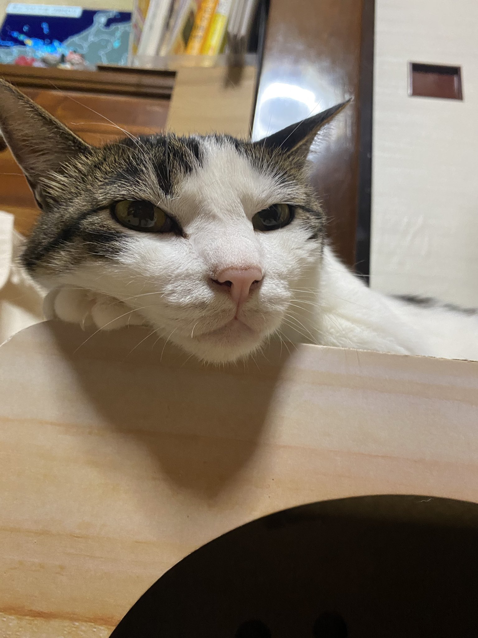 ふてくされ猫 Twitter Search Twitter