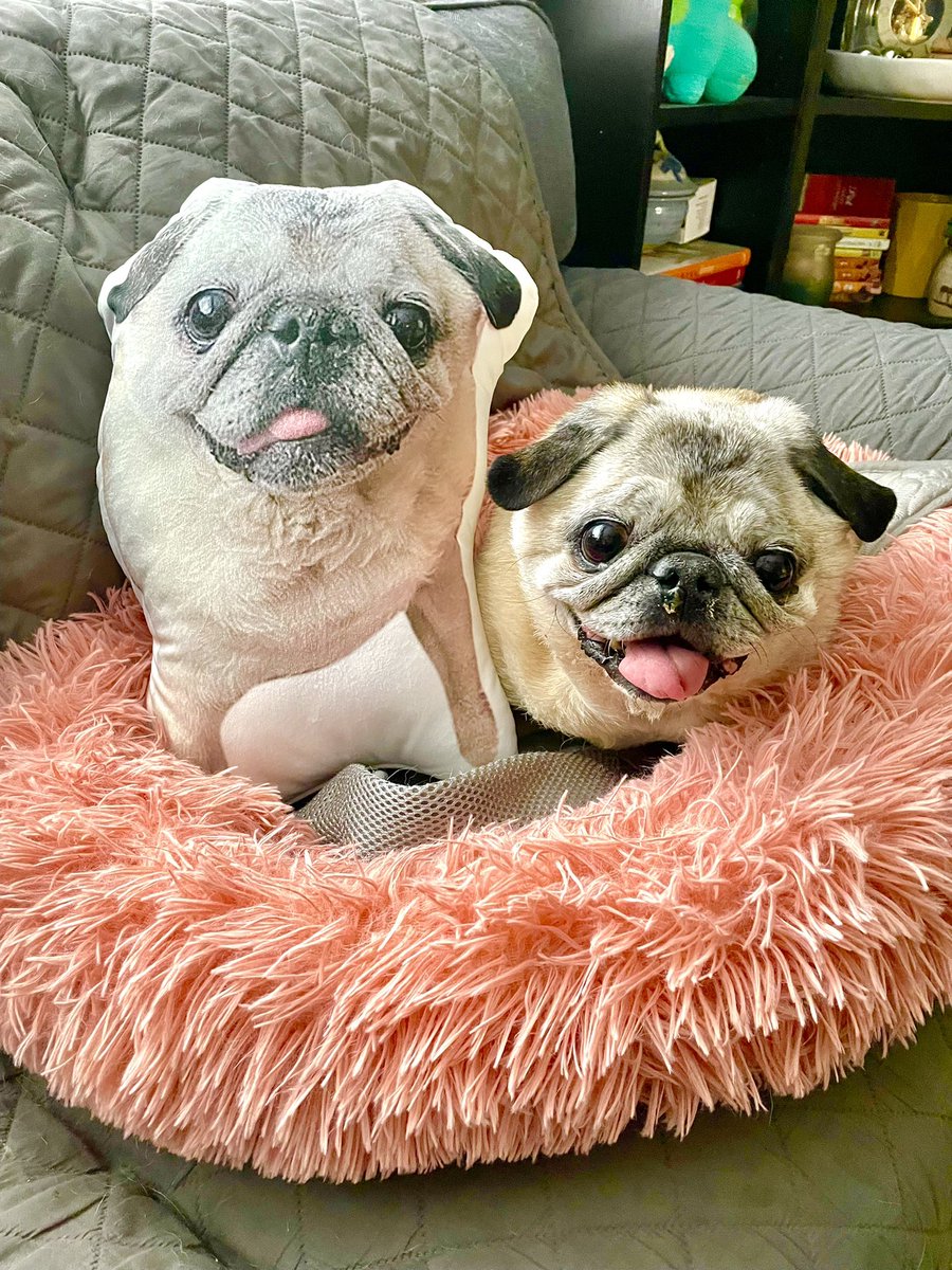 queenluluthepug's tweet photo. Yay the new pillow I ordered arrived! Have you ever seen a more gorgeous pillow ever?? I can’t put my paw on it but there’s just something about it that I love… hmm #FridayFeeling #FridayVibes #pugs #dogs #DogsofTwittter https://t.co/OOGBOKjVNo