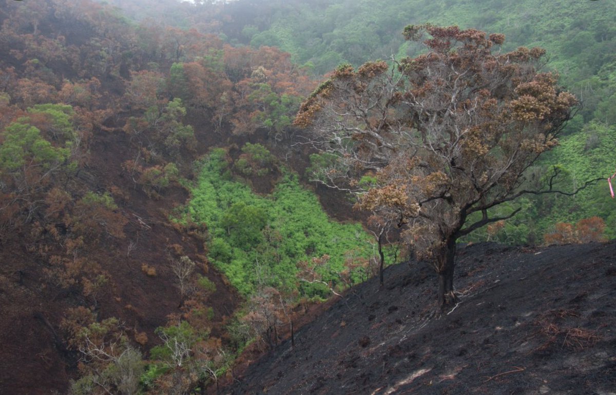 PacificFireSci's tweet photo. Flashback 2015: as fire ripped across Kipapa National Wildlife Refuge, native `ohi`a trees & uluhe ferns were among the casualties. See how leeward O`ahu is a high risk zone for fires in PFX ignition density maps:
https://t.co/CvzQlLonJI
#wildfire #Hawaii #pacificfireexchange https://t.co/j0GhsXlAdv