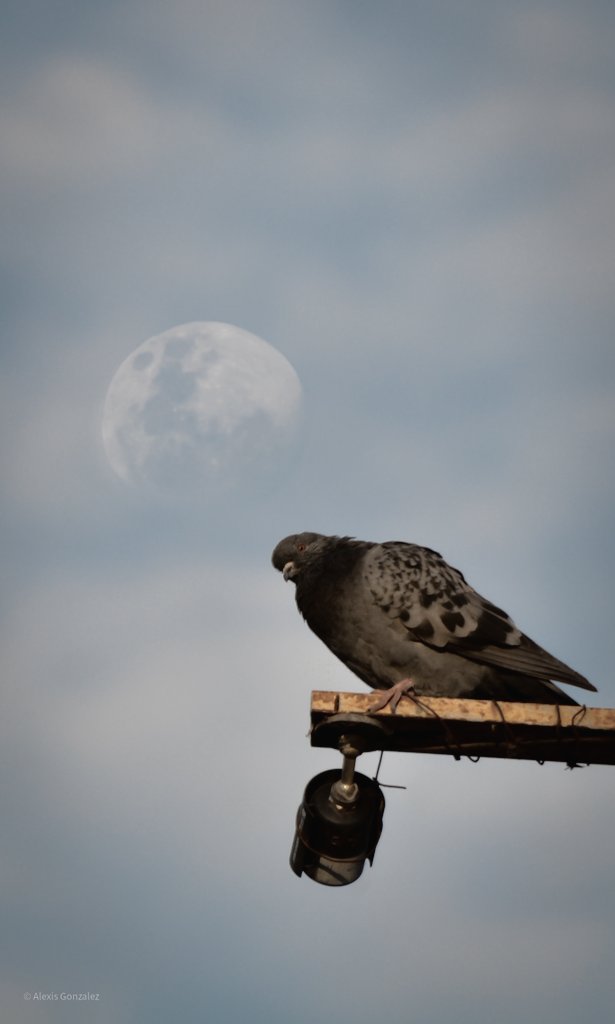 Littje Bird
.
.
.
.
#lujan #nikon #nikon3100 #fotografia #Photos #animals #moon