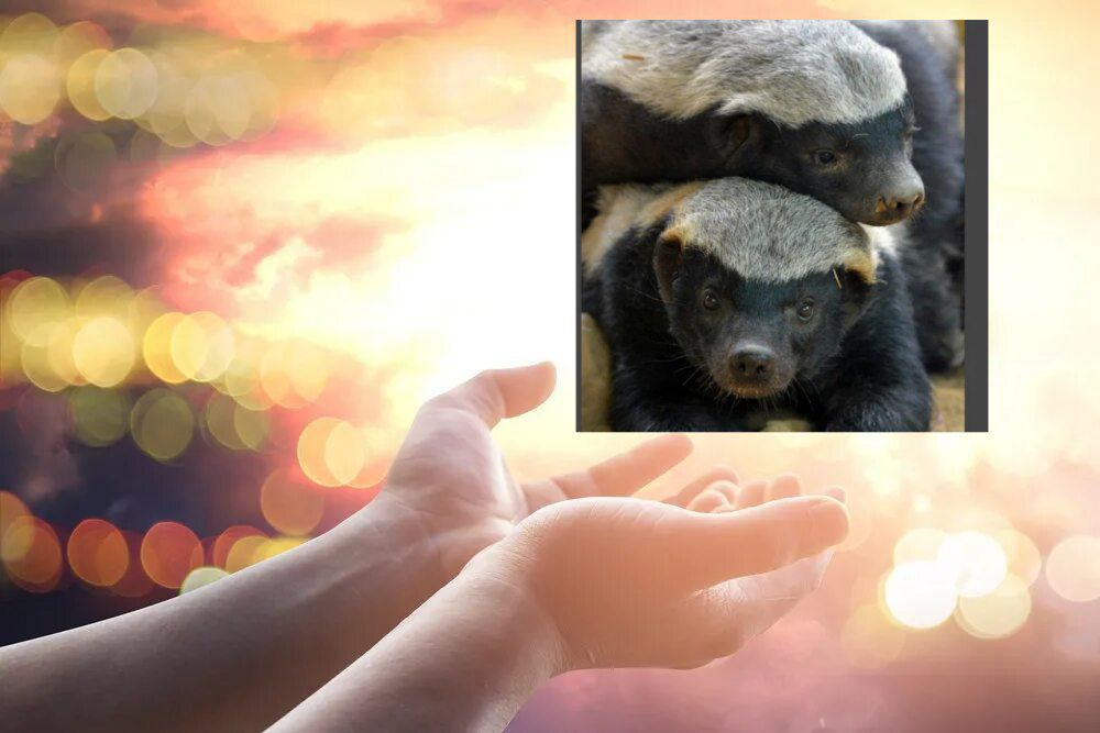 I.Z The Honey Badger ζ⃠ The Hereciarch🔞👤⃠ tweet media