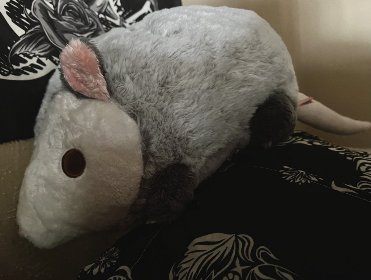 JenNeverSaysDie's tweet image. Pete the opossum made it here just in time for me to hit the 24 hour mark of being awake 👀
It’s time to nap. 
#petetheopossum #fluffnest @fluffnest