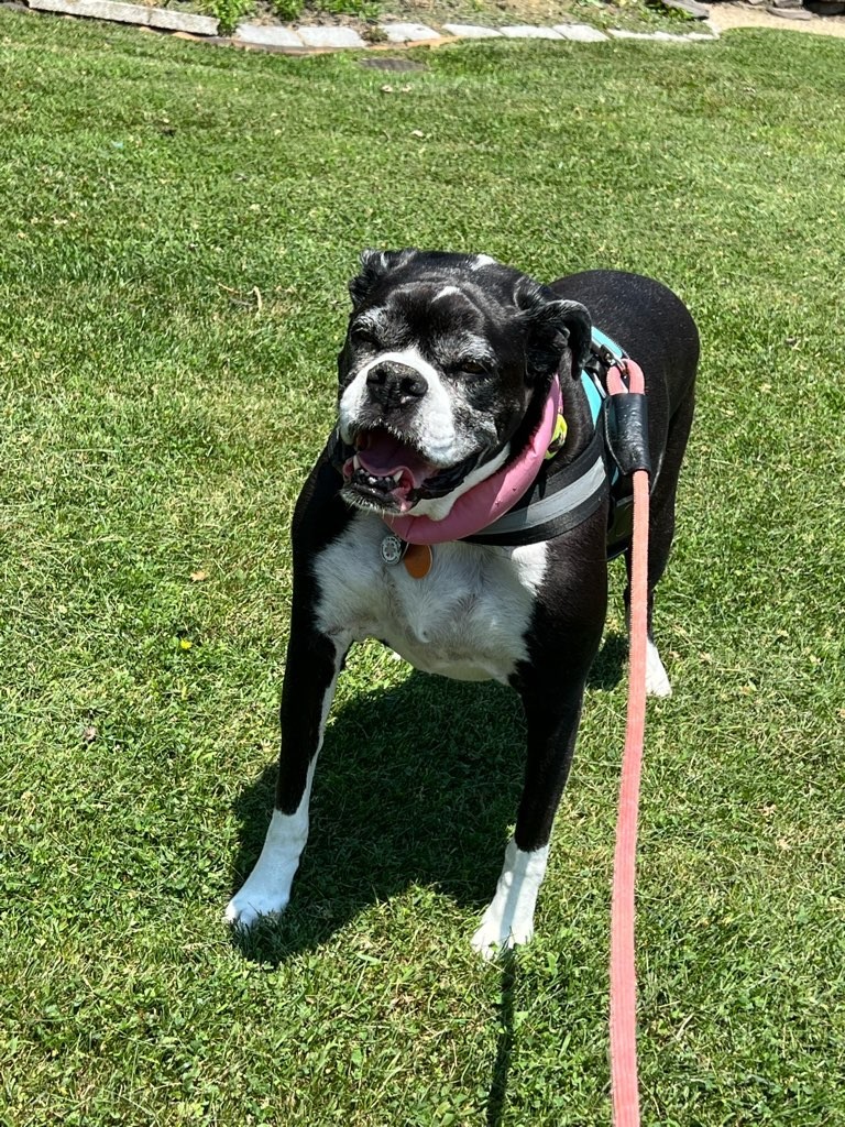 chelle55787273's tweet photo. Bella says, "Happy Weekend!" https://t.co/M9LtQXtm4s