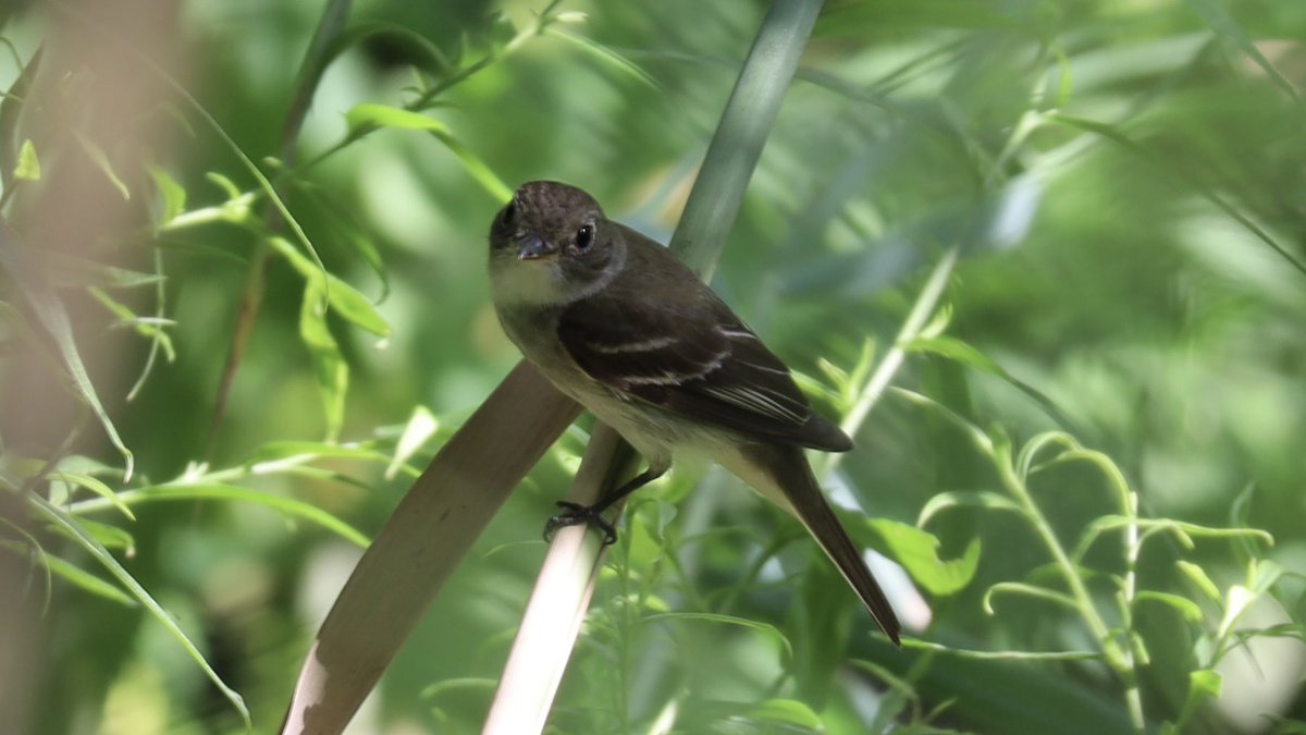 Let the migration begin! My personal opening ceremony at the Loch/Pool this morning featuring B&amp;W Warbler, Hooded Warbler, Great Crested Flycatcher, Least (??) Flycatcher #birdcpp