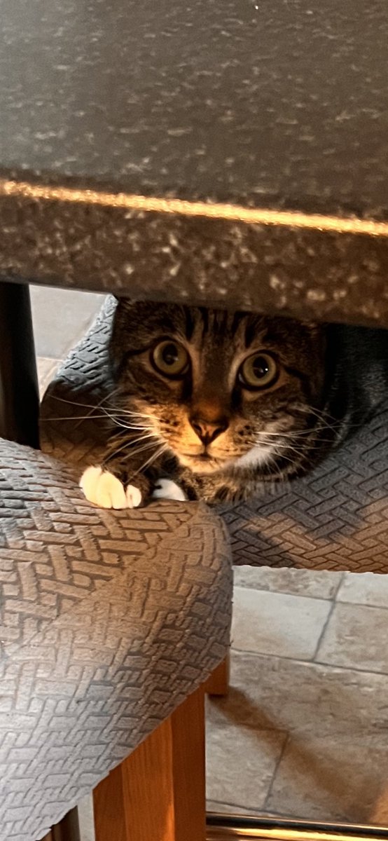 dinky1968's tweet photo. Hello Pickle! 🥰 @PickliciousF https://t.co/QyvT7nkVuU