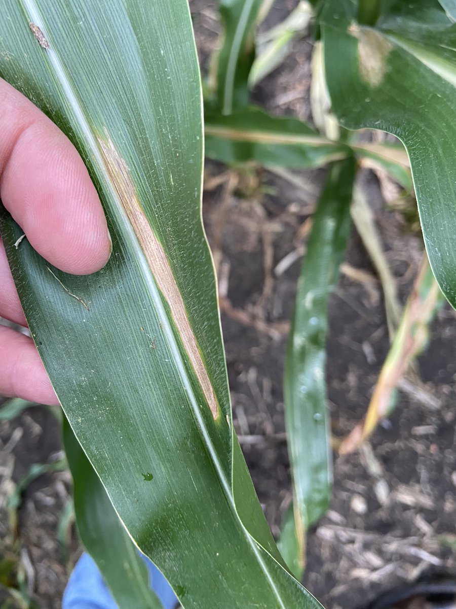 With the cooler temps and higher humidity we have been having, conditions are more favorable for disease in corn. One that has showed up recently in some fields is Northern Corn Leaf Blight.