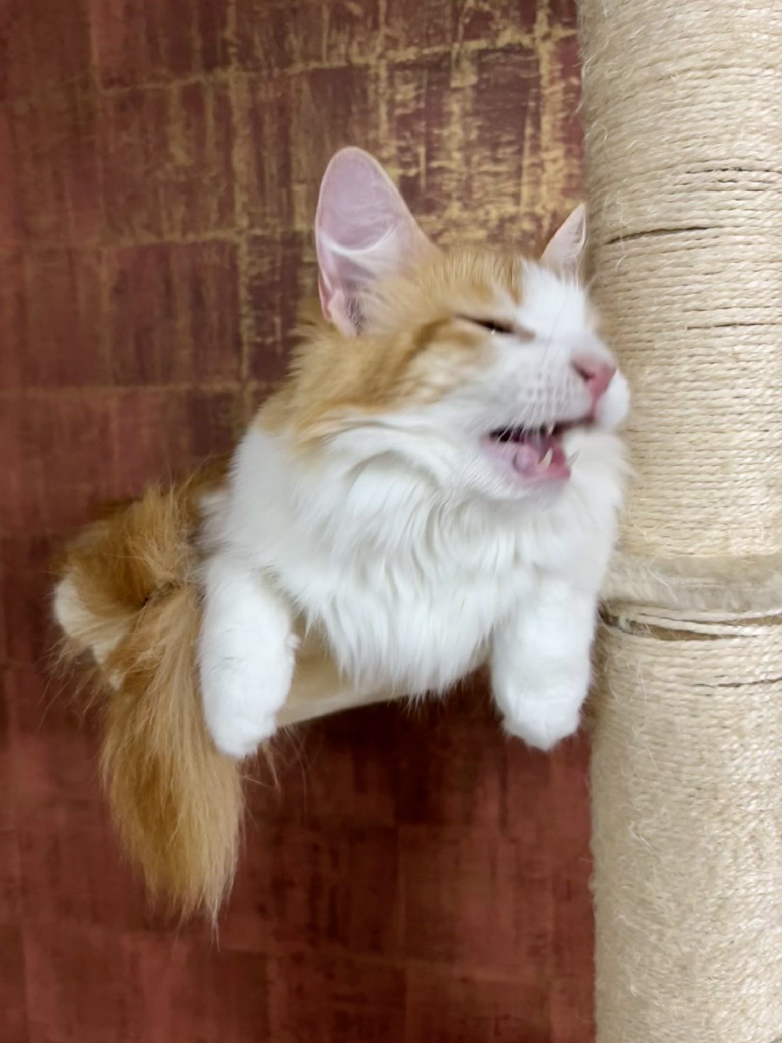 マリー おはようございます かわいい 猫 Cat メインクーン 猫好きさんと繋がりたい 猫のいる暮らし T Co I5ax5tqtve Twitter