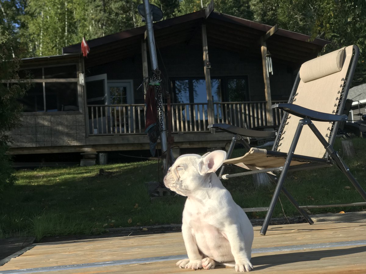 chateaufrenchie's tweet photo. Baby Gus The Bus! 🐶👼

#chateaufrenchie #frenchies #frenchbulldog #frenchiesofinstagram #petstagram #bulldog #bulldogs #bulldogsofinstagram #frenchie #dogsofinstagram #puppiesofinstagram #frenchie #frenchbulldog #frenchielove #instafrenchie #thefrenchiepost #frenchieoftheday https://t.co/noWVvP4KnZ