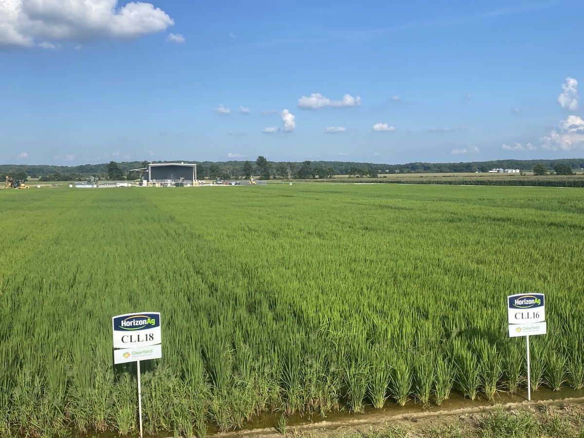 HorizonAgRice's tweet photo. Looking forward to hosting our HorizonAg Arkansas Field Day @NEArkRice Thursday August 18th. Registration is 430 and program starts at 5. @AginArk developed CLL16 and CLL18 will be highlighted plus #Provisia @BASFAgro https://t.co/aV0UwIs3xI