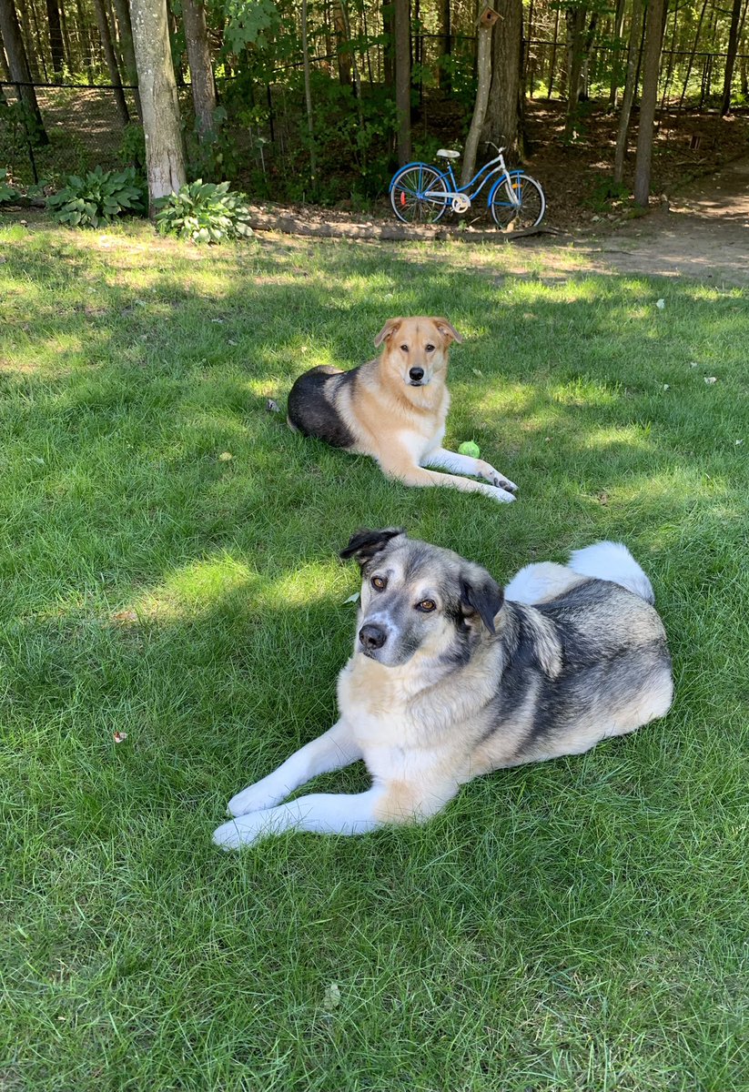 bryancallaghan's tweet photo. Friday night backyard chill.  

#NorthernDogs
#AdoptDontShop https://t.co/8TaoLu94Bo