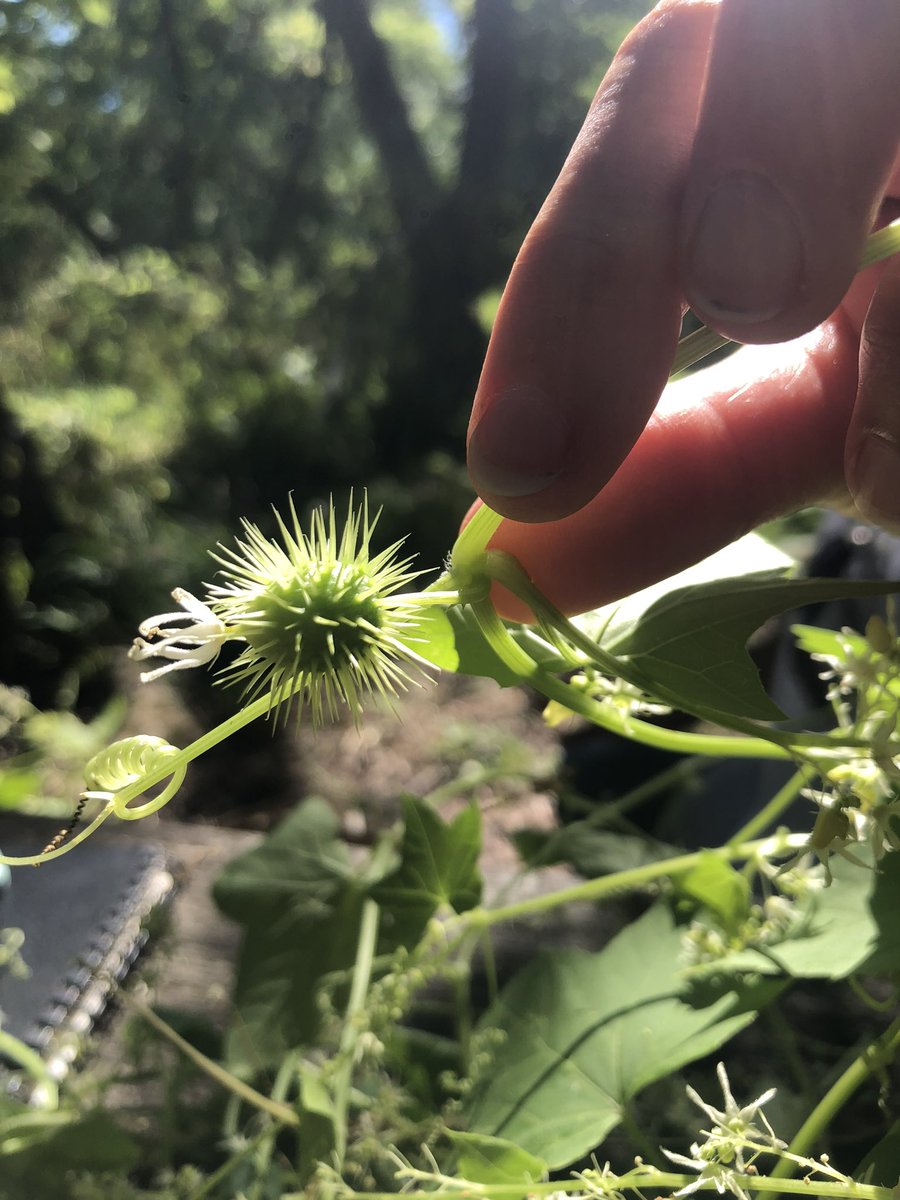 York Region Nature tweet media