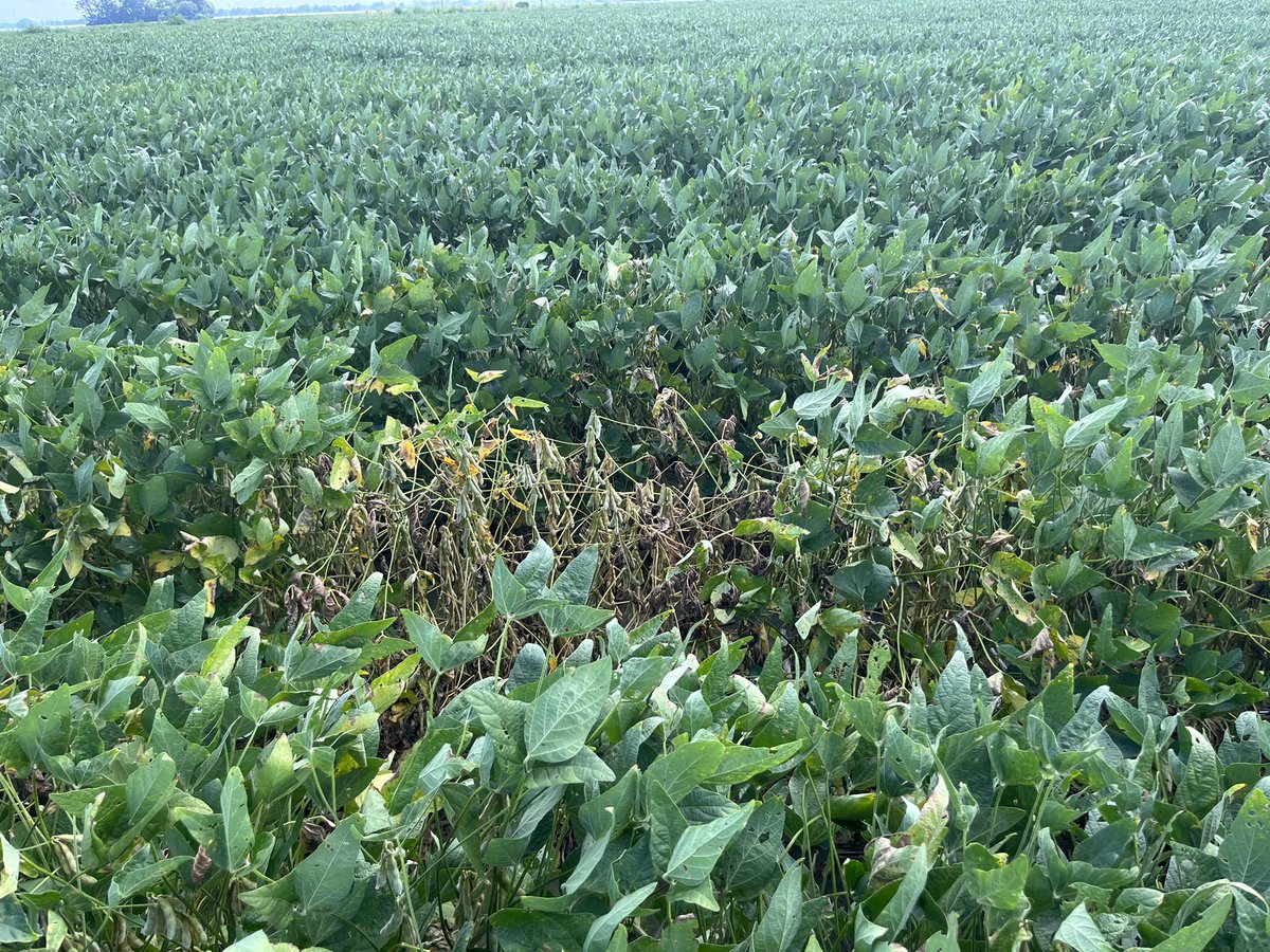 baldpathologist's tweet photo. More root-knot impacted areas in soybean continue to show themselves. Some important things to consider: Soil sample to verify, and when considering options for 2023 cross corn off the list. Corn is also a host of the southern root-knot nematode #mscrops https://t.co/YxpJQl1fVz