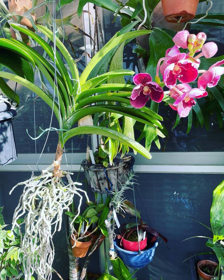 彼岸花が田んぼに多い理由はなぜ 毒性やなぜ彼岸に咲くのかについても Konoha Boy 植物を育てると365日が楽しくなるブログ