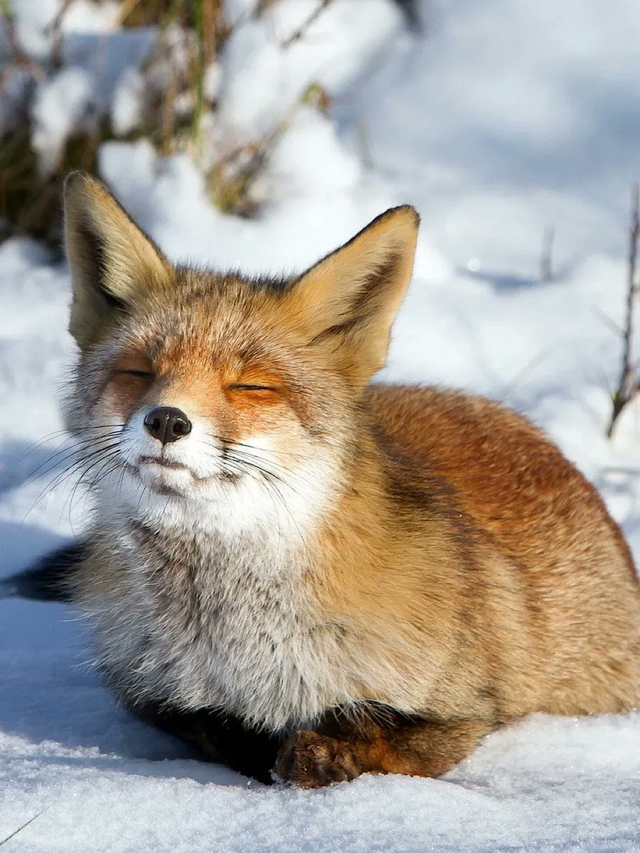 Cute Animals tweet media