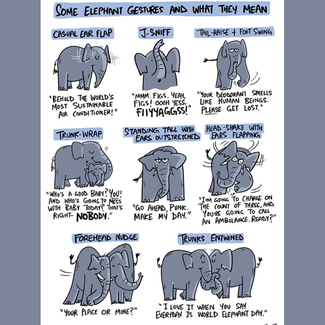 otm_adventures's tweet photo. Happy #Elephantday https://t.co/1GwGCFGuXw