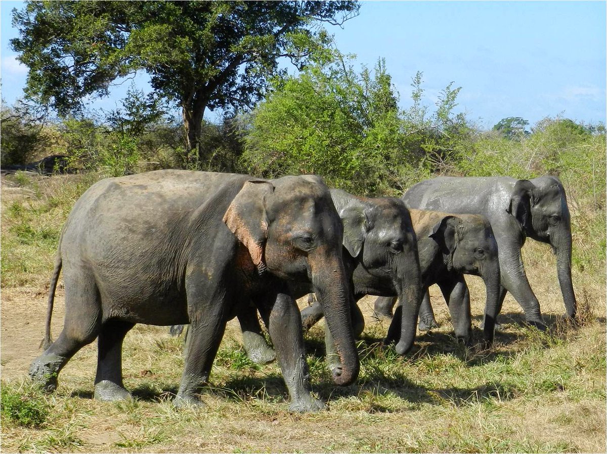 I did my first ever podcast with Harman &amp; Harmil at <a href="/GeoAssoc/">International Youth Geographic Association</a>, as COO with <a href="/TrunksNLeaves/">Trunks & Leaves</a>. Check it out over on linktr.ee/YouthGeoAssoc

Happy World Elephant Day!

🐘 Trumpets &amp; rumbles x