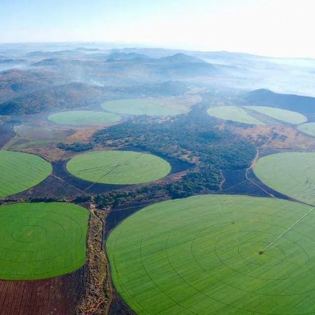 jcniyomugabo's tweet photo. Modern Wheat farming in Zimbabwe https://t.co/LmeROJBY4l